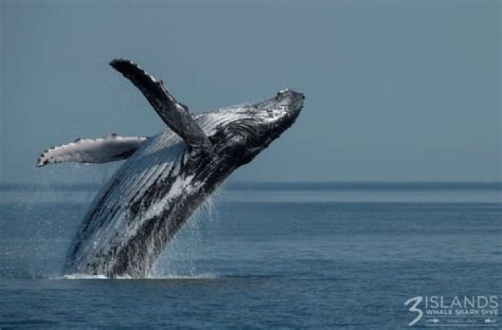 What is a whales flipper called