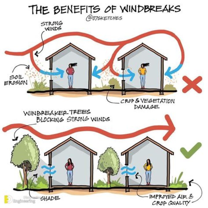 What is a windbreak tree