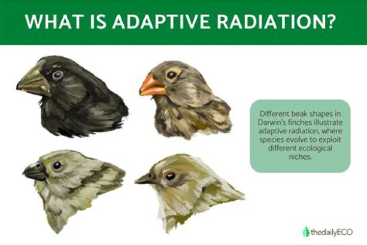 What is adaptive radiation explain with an example