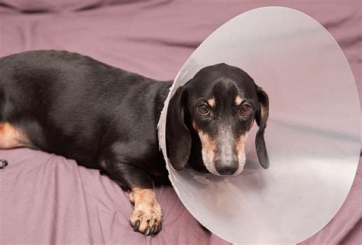 What is an E collar
