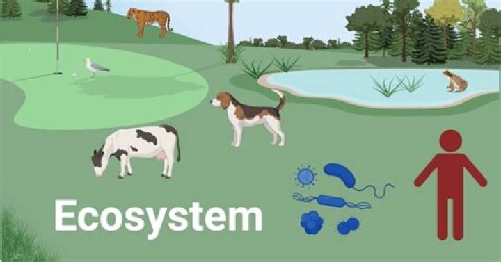 What is an environmental ecosystem