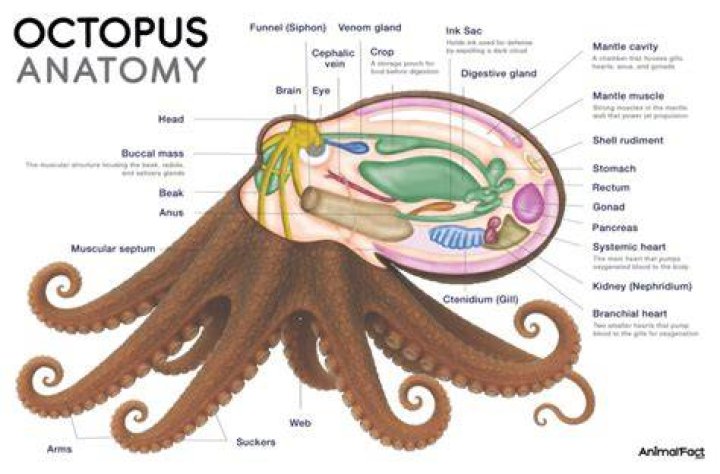 What is an octopus mantle