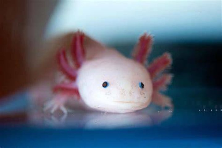 What is another name for salamander