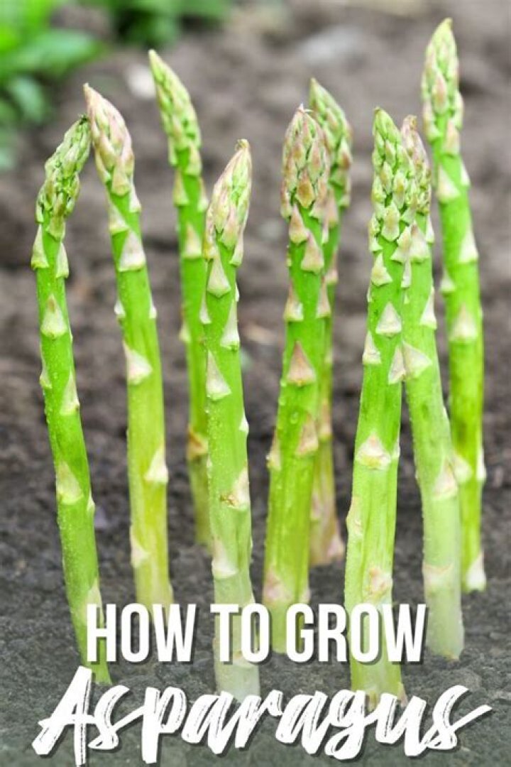 What is asparagus root good for