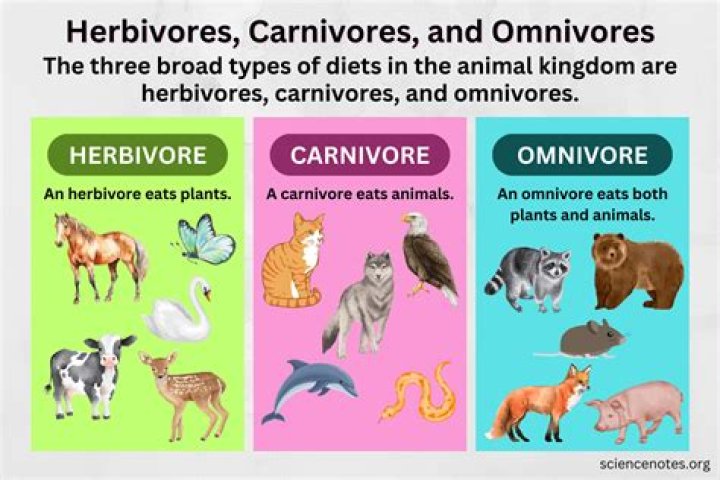 What is called omnivorous