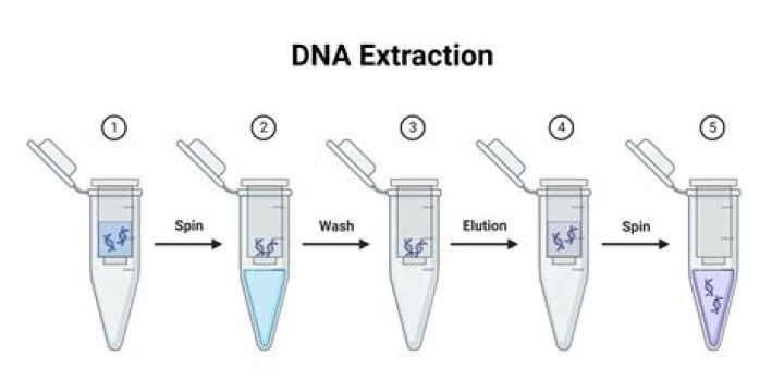 What is chelex extraction