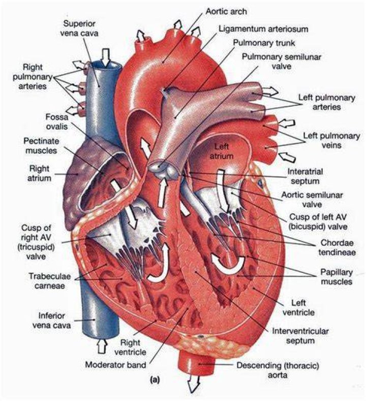 What is Chordae Tendineae