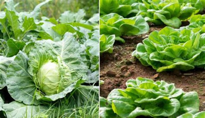 What is difference between cabbage and cauliflower