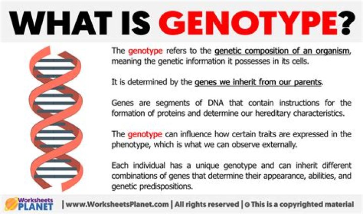 What is genotype in science definition