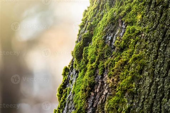 What is green moss on tree trunks