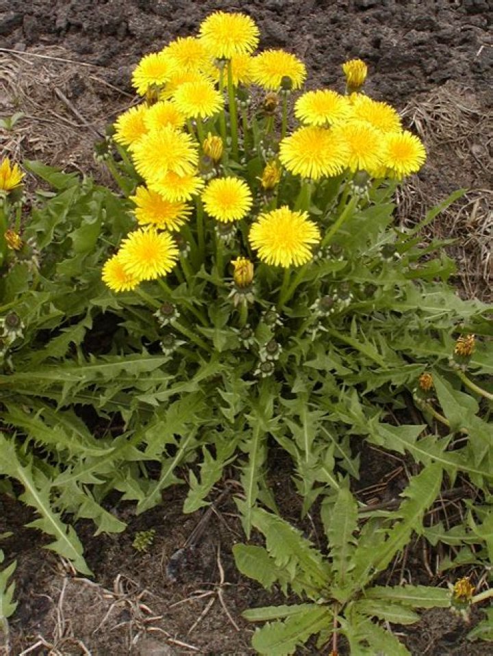What is in a dandelion stem