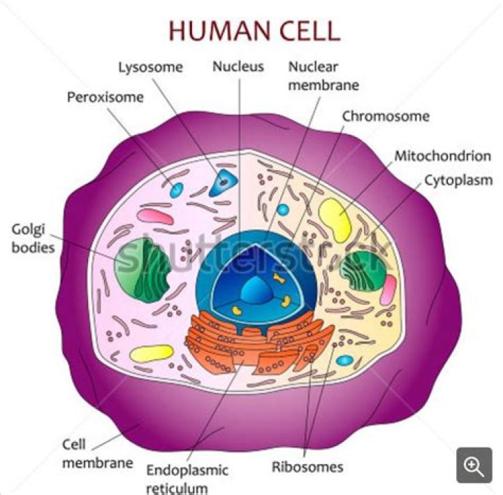 What is inside cells
