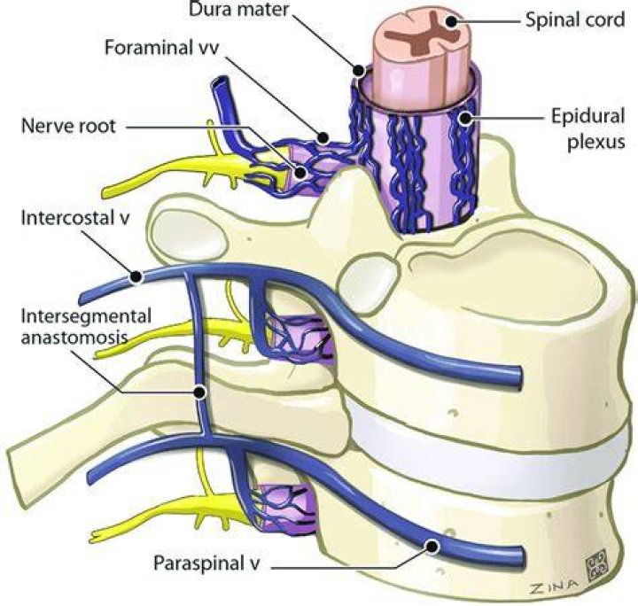 What is internal vertebral venous plexus