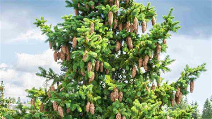 What is killing the spruce trees