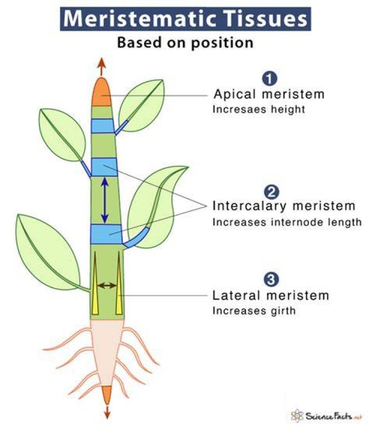 What is lateral meristematic tissue