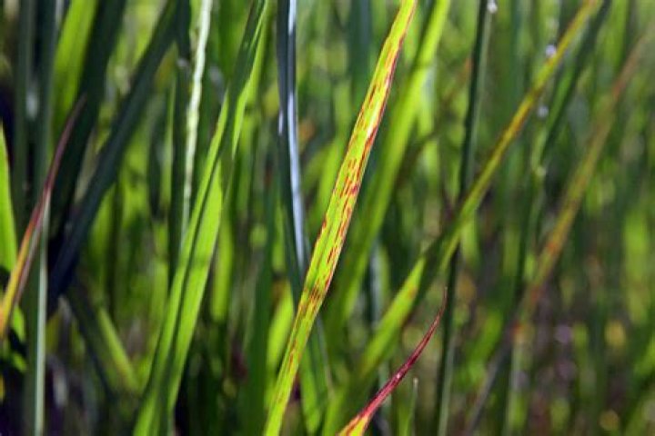 What is leaf spot on grass