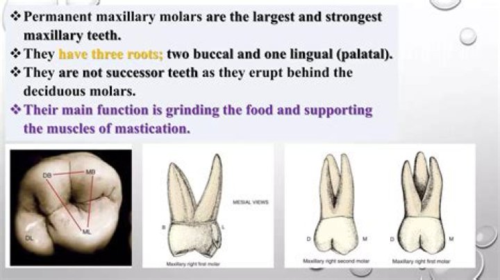 What is mesial root