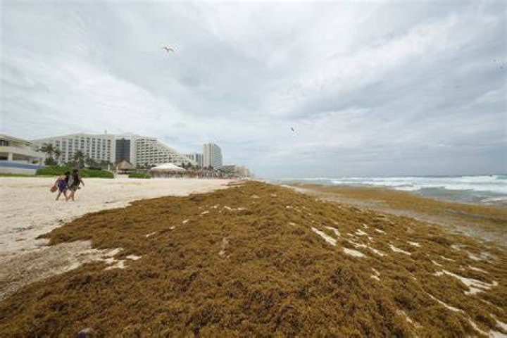 What is Mexico doing seaweed