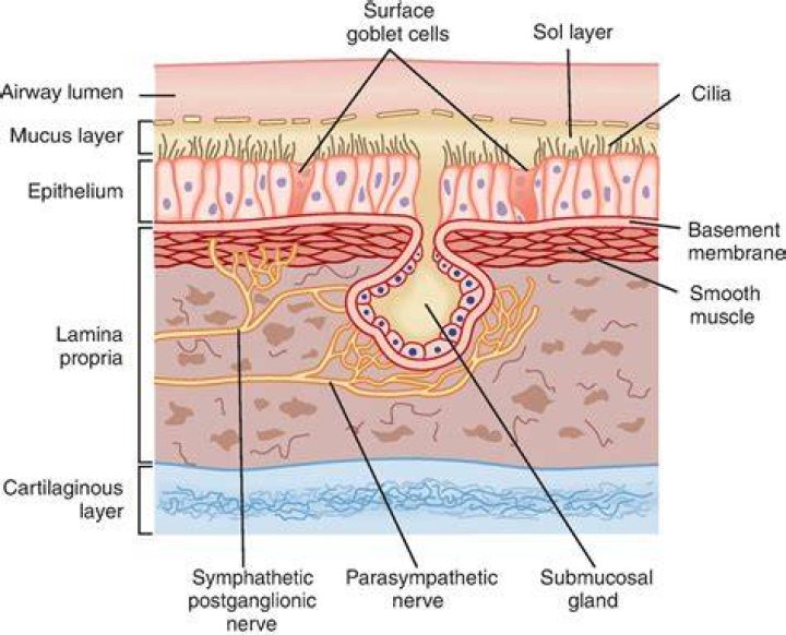 What is mucociliary blanket