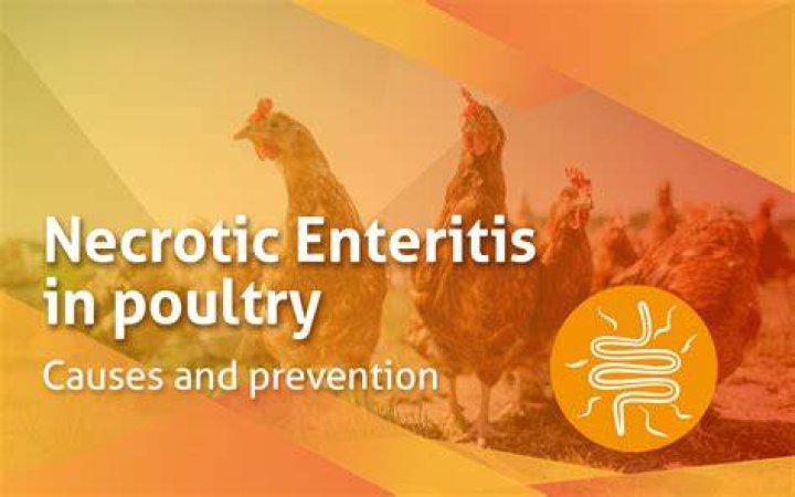What is necrotic enteritis in poultry