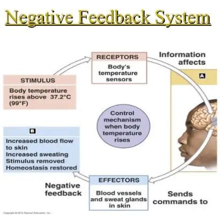 What is negative feedback in biology examples