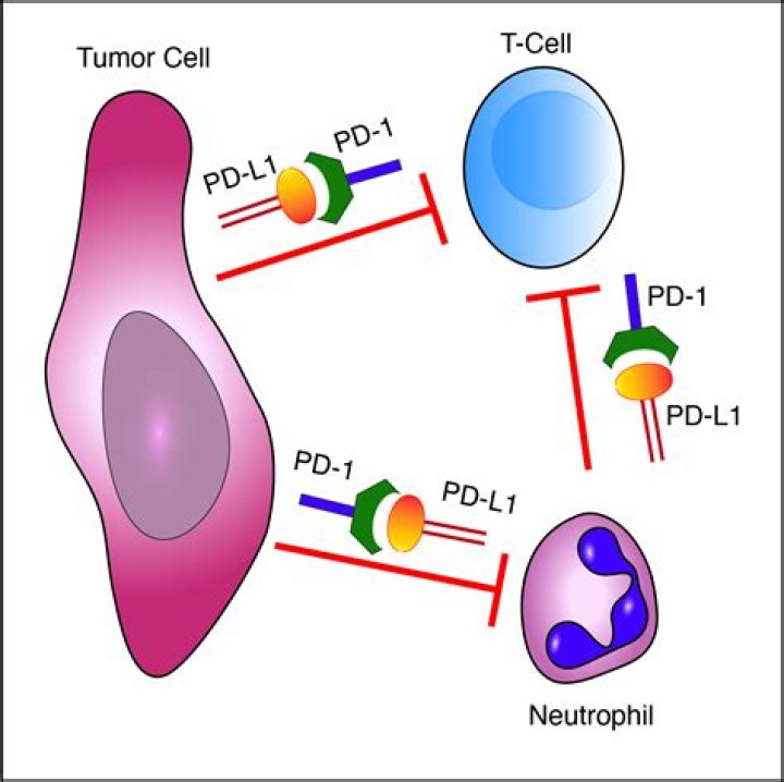 What is PD l1 expression