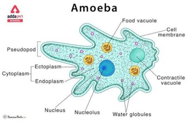 What is pellicle in amoeba