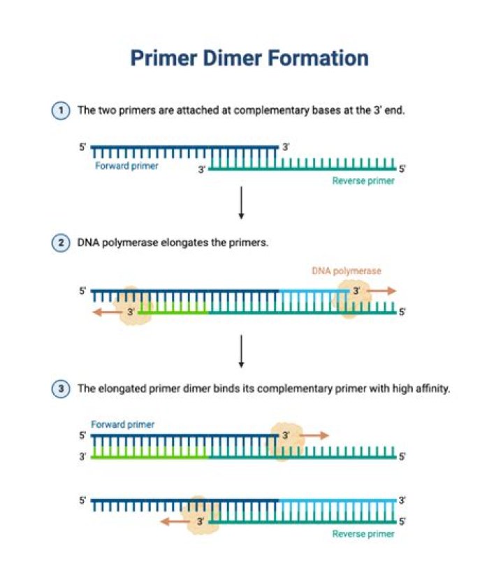 What is primer self complementarity