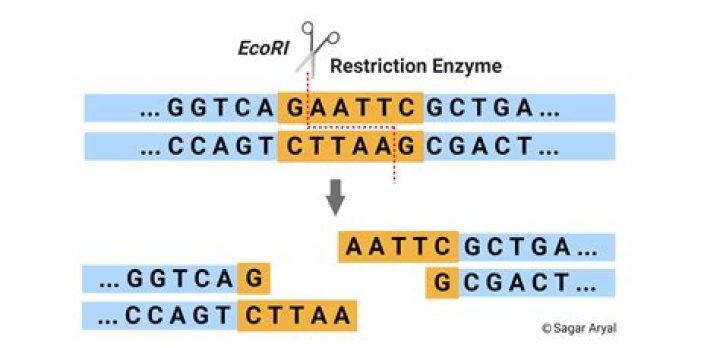 What is restriction enzyme mapping