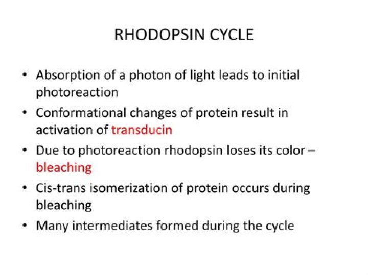 What is rhodopsin bleaching