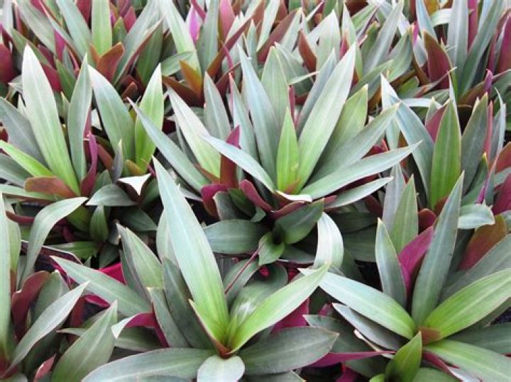 What is Rhoeo Leaf