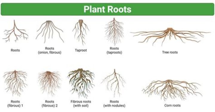 What is roots in plants