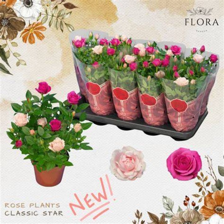 What is Rose Flora