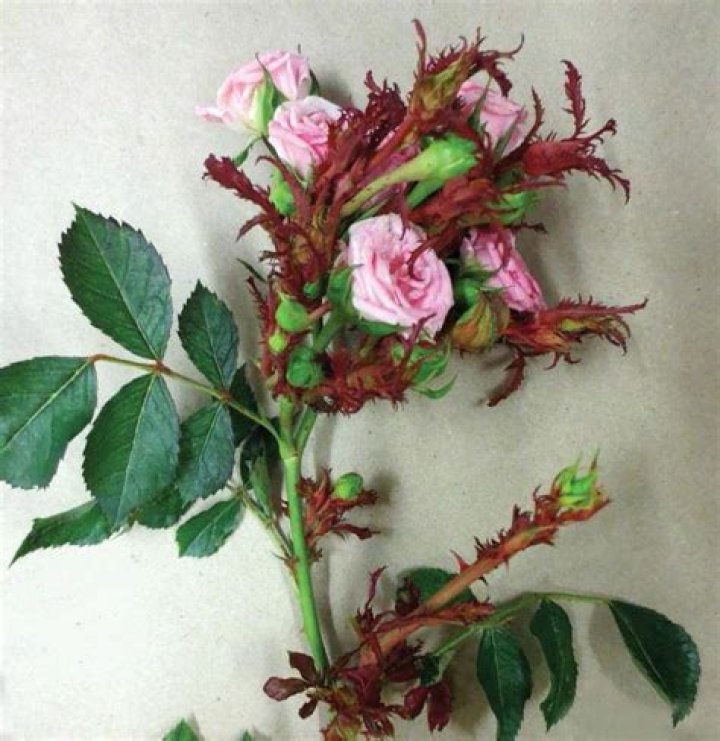 What is rose rosette virus