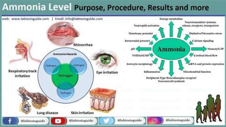 What is serum ammonia