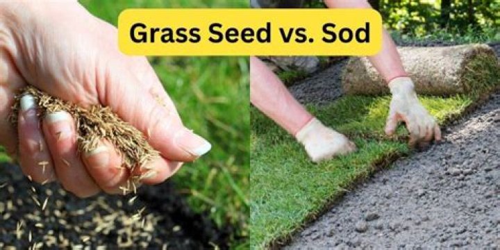 What is sod short for