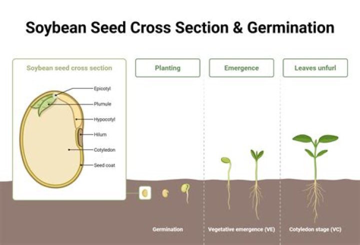 What is soy seed