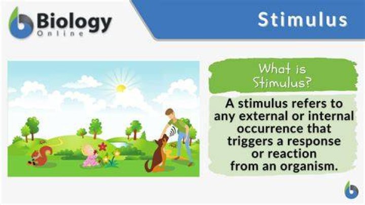 What is stimulus contiguity
