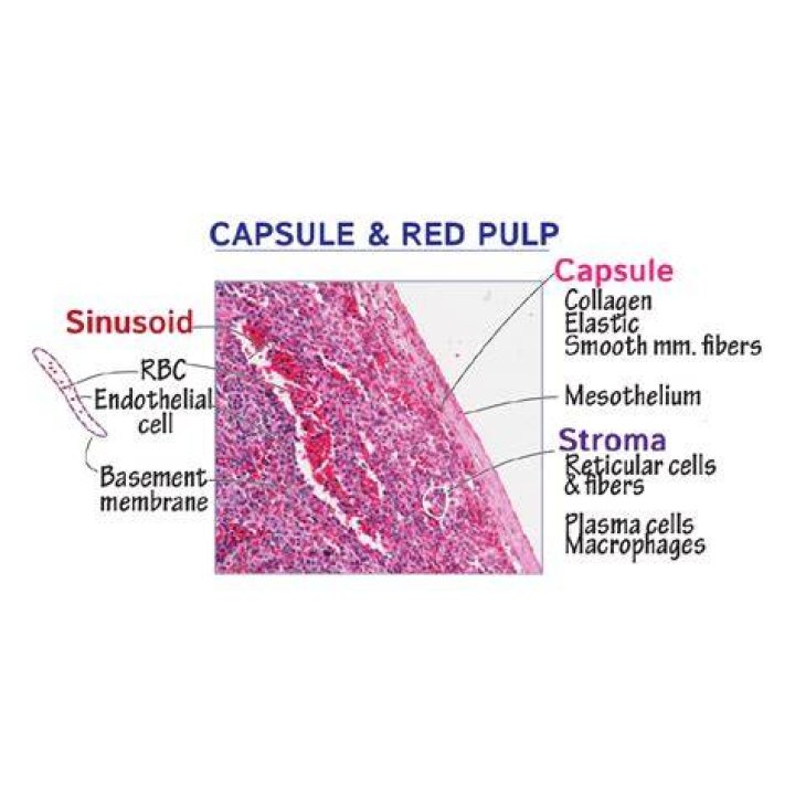 What is subcapsular sinus