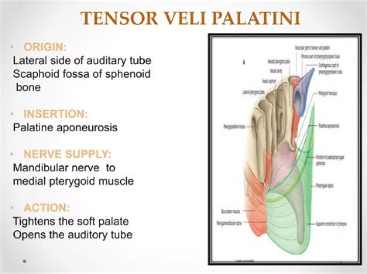 What is tensor Veli palatini