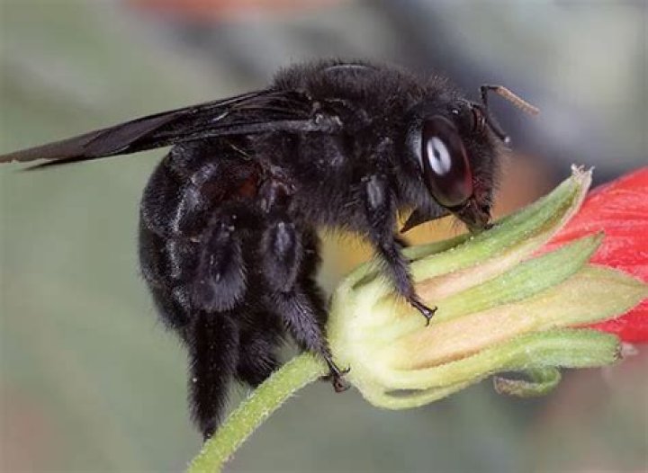 What is the big black bee