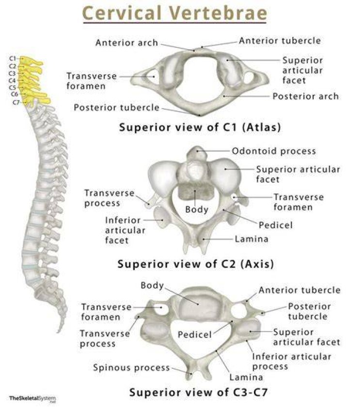 What is the c1 vertebra
