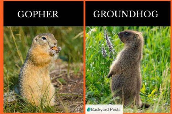 What is the difference between a gopher and a groundhog