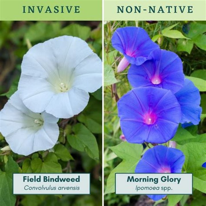 What is the difference between bindweed and morning glory