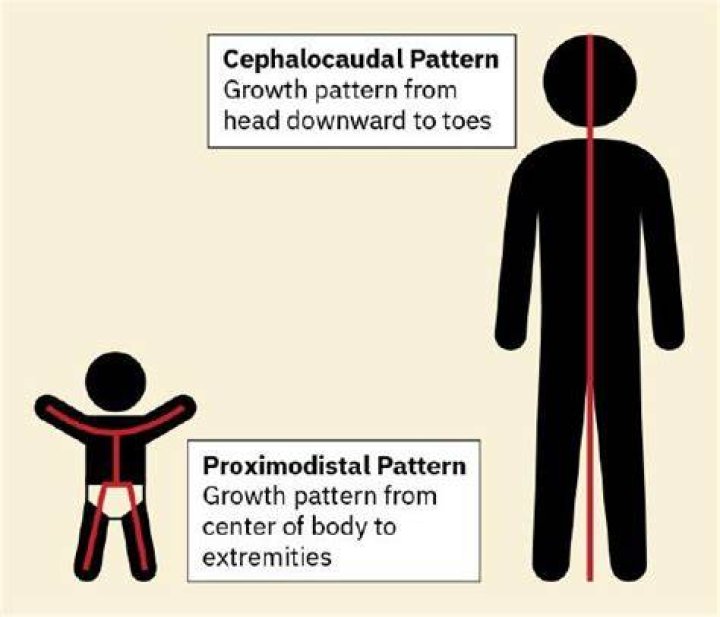 What is the difference between Cephalocaudal and Proximodistal development