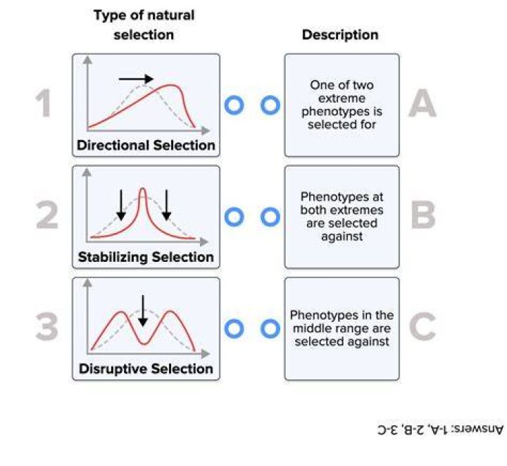 What is the difference between disruptive selection and directional selection