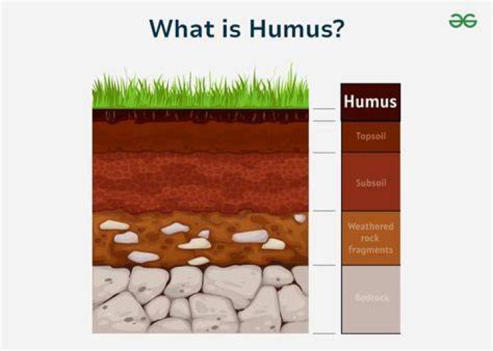 What is the difference between humus and hummus