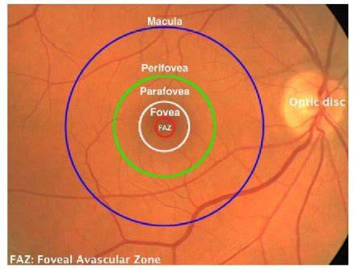 What is the difference between macula and fovea
