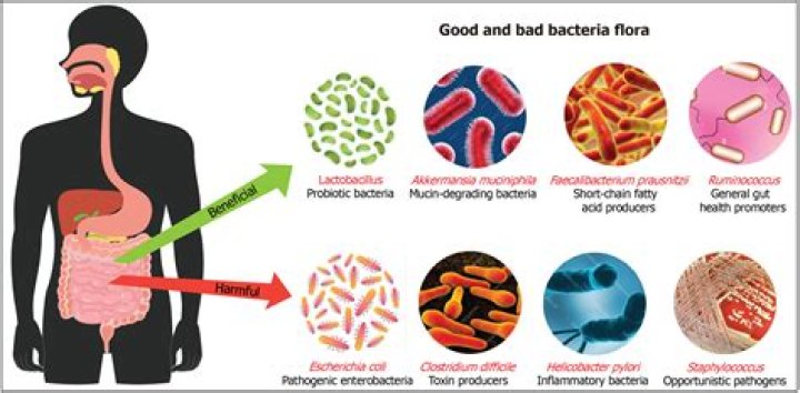 What is the difference between microbiota and microflora