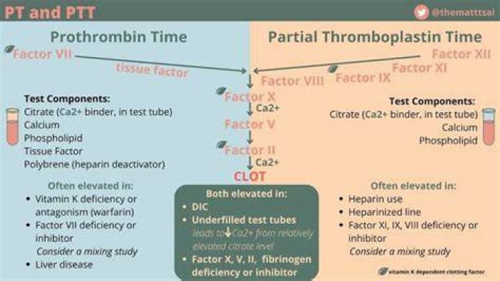 What is the difference between prothrombin time and activated partial thromboplastin time